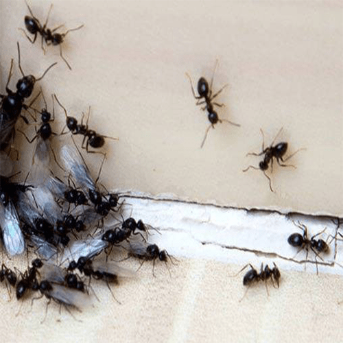 Pest-Control-Manchester-Ants