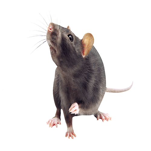 Rat-Pest-Control-Manchester