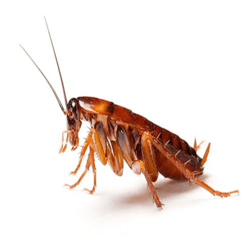 Cockroach-Pest-Control-Manchester