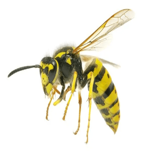 Wasp Nest Removal Manchester